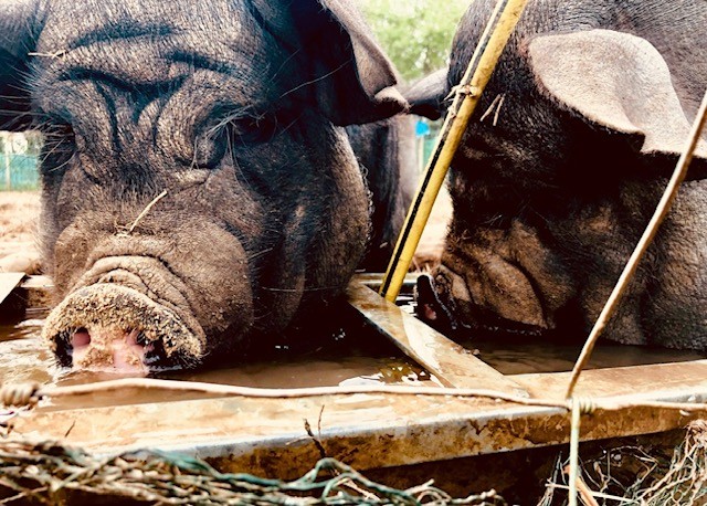 Park Community School Farm - View 2